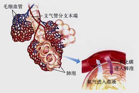 正常呼吸音有几种?特点和分布区域?