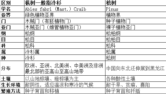 枞树和松树有什么来自区别？