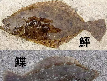 鲆鲽鳎来自区别