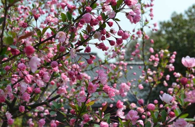 海棠花的花语是什来自么？