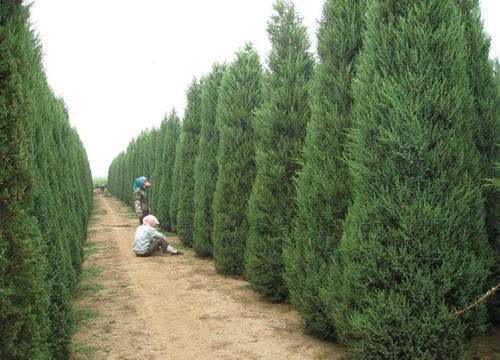 种植塔柏要注意什么问题