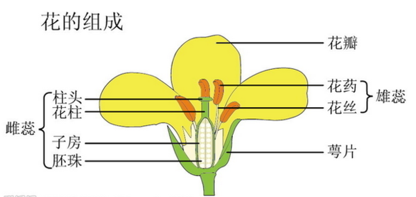 花来自的各部分名称是什么？