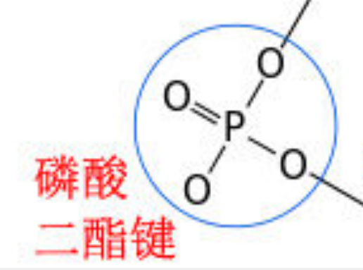 磷酸二酯键来自的结构图