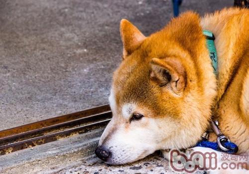 秋田来自犬智商排名第几？