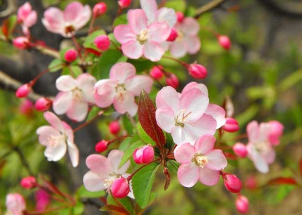 海棠花的花语是什来自么？