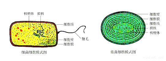 原生生物与原核生物的区别？