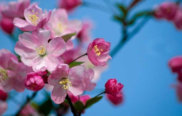 海棠花的花语是什来自么？