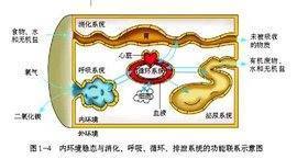 内环境的概种苗频念和作用分别是什么？