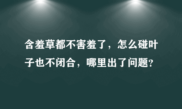 含羞草都不害羞了，怎么碰叶子也不闭合，哪里出了问题？