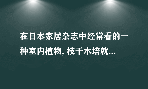 在日本家居杂志中经常看的一种室内植物, 枝干水培就可以, 求问是什么?