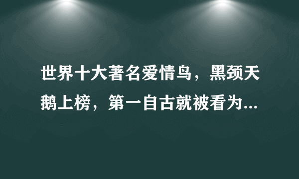 世界十大著名爱情鸟，黑颈天鹅上榜，第一自古就被看为爱情的象征