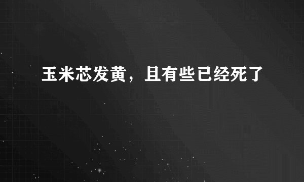 玉米芯发黄，且有些已经死了