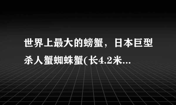 世界上最大的螃蟹，日本巨型杀人蟹蜘蛛蟹(长4.2米/重40斤)