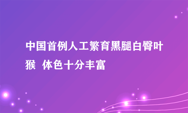 中国首例人工繁育黑腿白臀叶猴  体色十分丰富