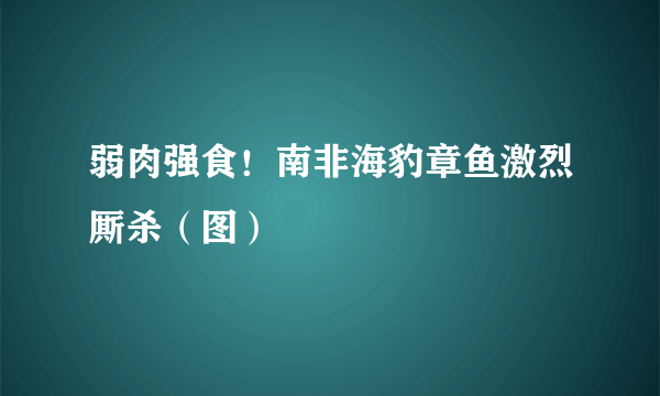 弱肉强食！南非海豹章鱼激烈厮杀（图）