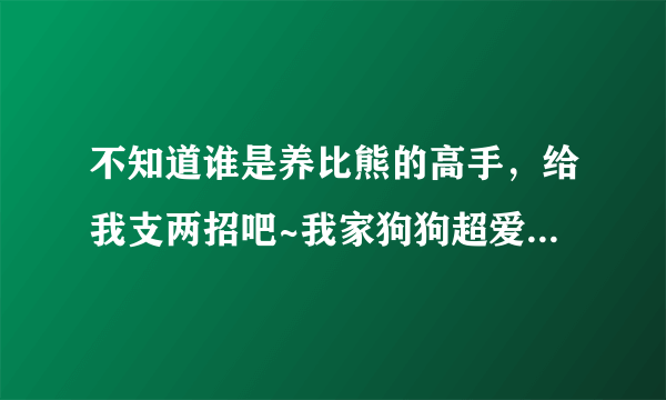 不知道谁是养比熊的高手，给我支两招吧~我家狗狗超爱叫，特别是把它关在笼子里，教训它反而更凶了！怎么办