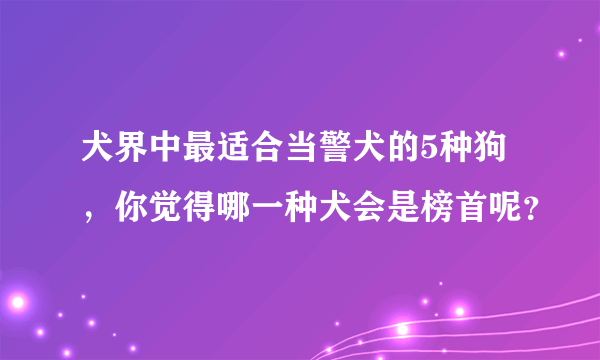 犬界中最适合当警犬的5种狗，你觉得哪一种犬会是榜首呢？