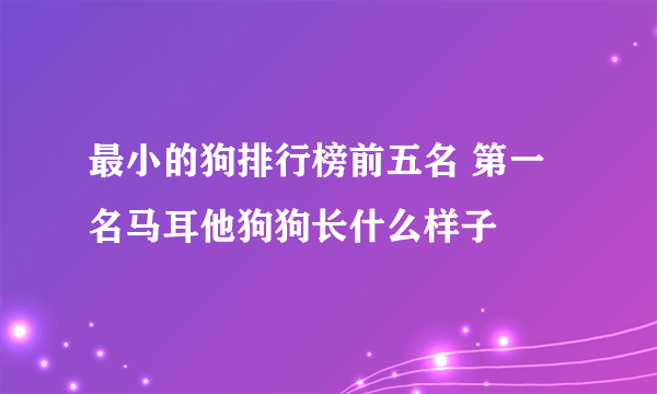 最小的狗排行榜前五名 第一名马耳他狗狗长什么样子