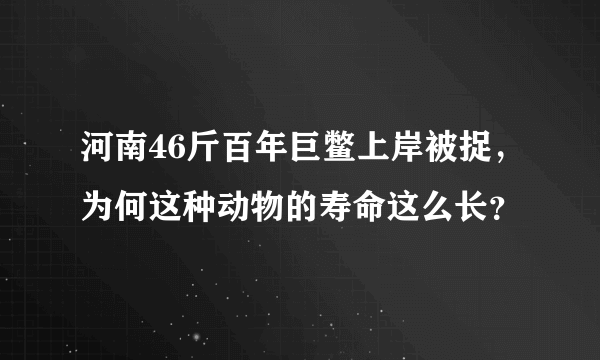 河南46斤百年巨鳖上岸被捉，为何这种动物的寿命这么长？