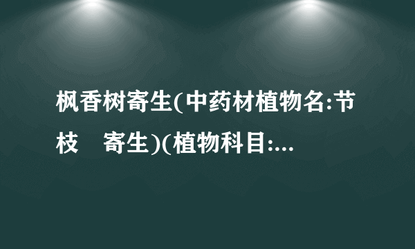 枫香树寄生(中药材植物名:节枝檞寄生)(植物科目:桑寄生科)