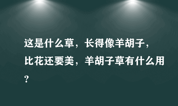 这是什么草，长得像羊胡子，比花还要美，羊胡子草有什么用？