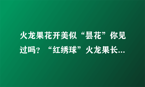 火龙果花开美似“昙花”你见过吗？“红绣球”火龙果长什么样？